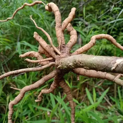 无硫中草药材黄花倒水莲 倒吊观音串黄花远志 250g【图片 价格 品牌
