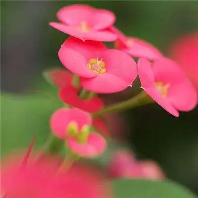 微信头像花朵图片真实唯美2018_最美微信风景花草图片