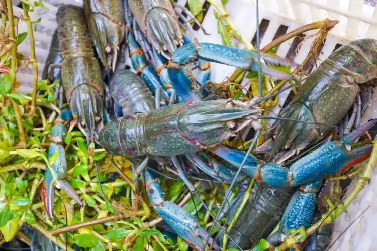 首先颜值,蓝宝石色的虾壳很亮眼蓝龙和普通小龙虾还有什么区别呢?