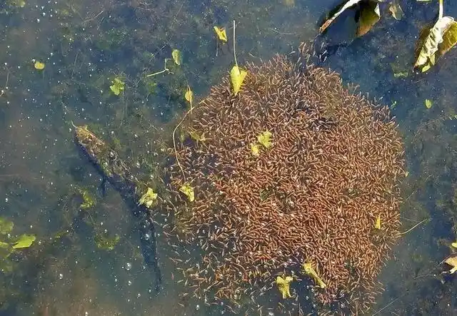 亚洲黑鱼在美国泛滥,最重可达9公斤,下一个"亚洲鲤鱼"?