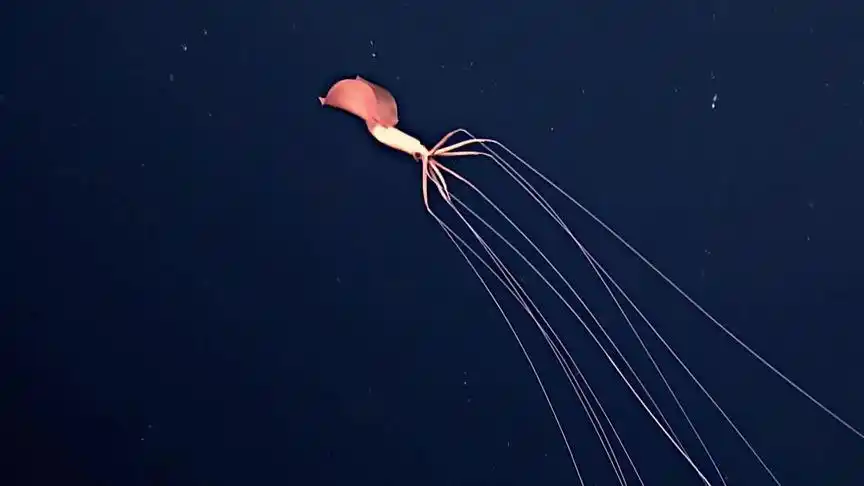 长臂乌贼(magnapinna)长约8米,生活在海底2000米以下