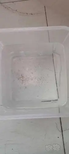 死伤惨重虾卵能不能离母孵化呀