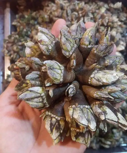 霞浦鲜活佛手贝观音手鹅颈藤壶狗爪螺佛手螺500g1斤尝鲜价