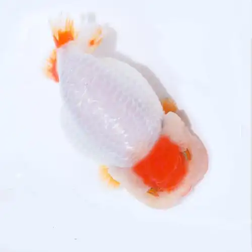 兰寿金鱼活体观赏鱼鲫鱼鱼草金冷冷水鱼观赏活鱼鱼