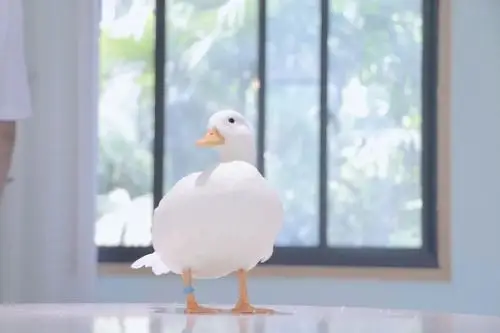 店里共有七只柯尔鸭,作为宠物界的新贵,单只售价