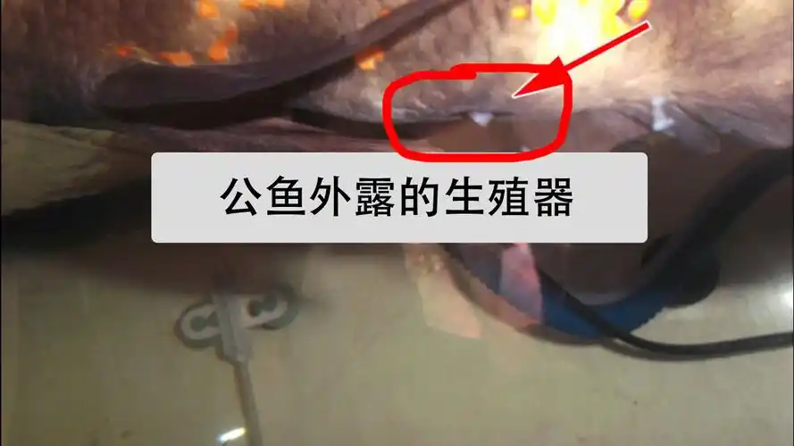 地图鱼公母图片对比,地图鱼公母鉴定图片_公鱼_繁殖_鱼龄