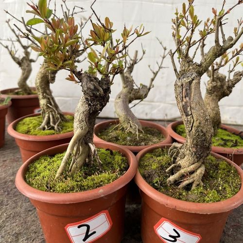 大红袍石榴盆景 石榴老桩盆景 适合办公室阳台书桌摆设造型盆景