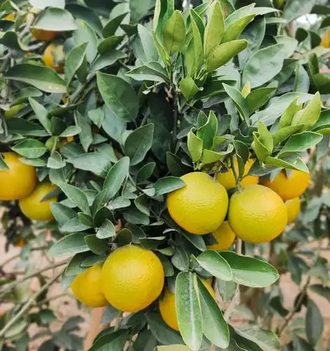 12.12-湛江廉江农家果园