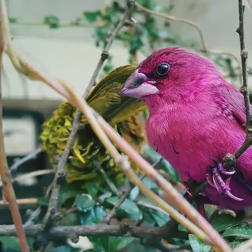 玉鸟的养殖方法和繁殖,芙蓉鸟养殖技巧,如何提高玉鸟繁殖成功率