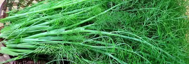 农村的五香是指什么植物?