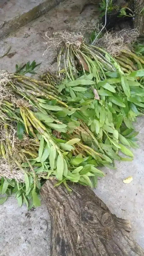 金钗石斛食用方法有哪些金钗石斛怎么吃