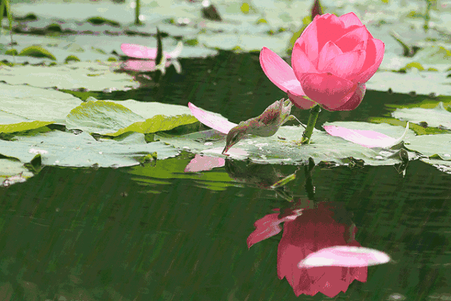 翅膀体内的仙境我肌肤上的山水我羞于在你的面前褪去衣衫作为女人玉