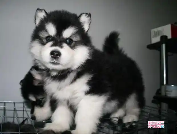 合肥去哪里可以买到萨摩耶雪橇犬,合肥纯种萨摩耶图片签协议 - 狗乐淘