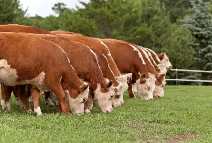 肉牛的育肥原理及增加产肉量的方法