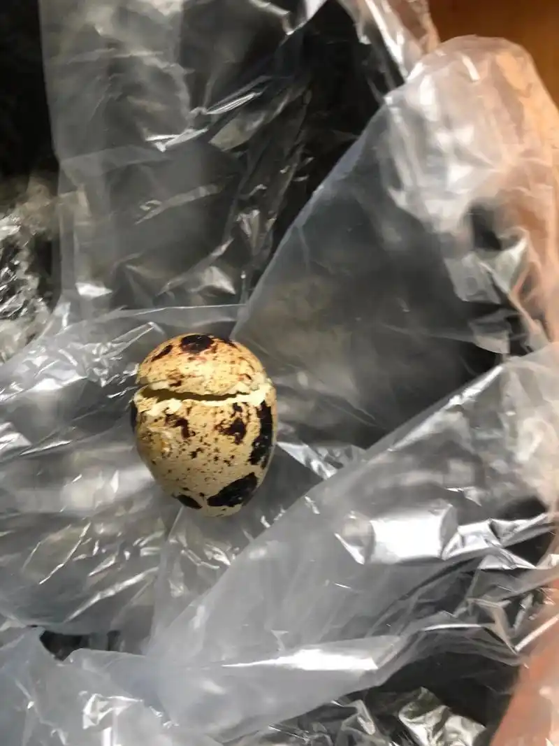 是鹌鹑不是小鸡.看图片以为是缩小版的小鸡,其实是小鹌鹑 - 抖音