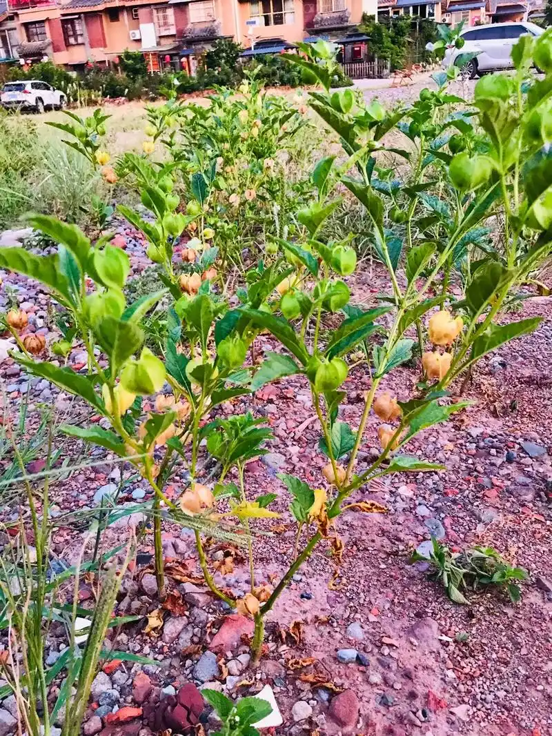 门口几棵冰粉树做成小时候的味道