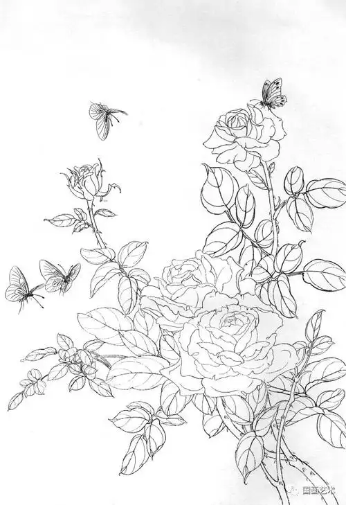 书画联盟丨白描月季画稿