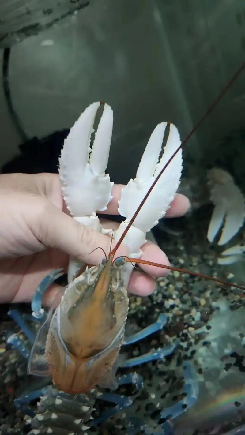 世界最大的淡水螯虾