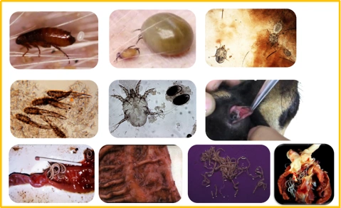 由此可见,即便猫咪不出门,也是有很大几率感染寄生虫的,所以有