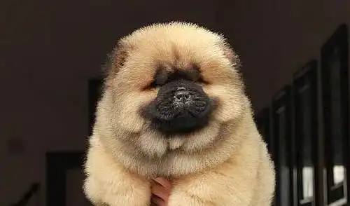 正宗的肉嘴松狮犬幼犬出售自家养憨厚可爱本地狗狗很胖乎乎的