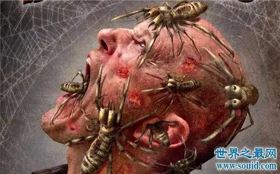 食人巨蛛又称巨骆驼蜘蛛,会咬人但没有毒性