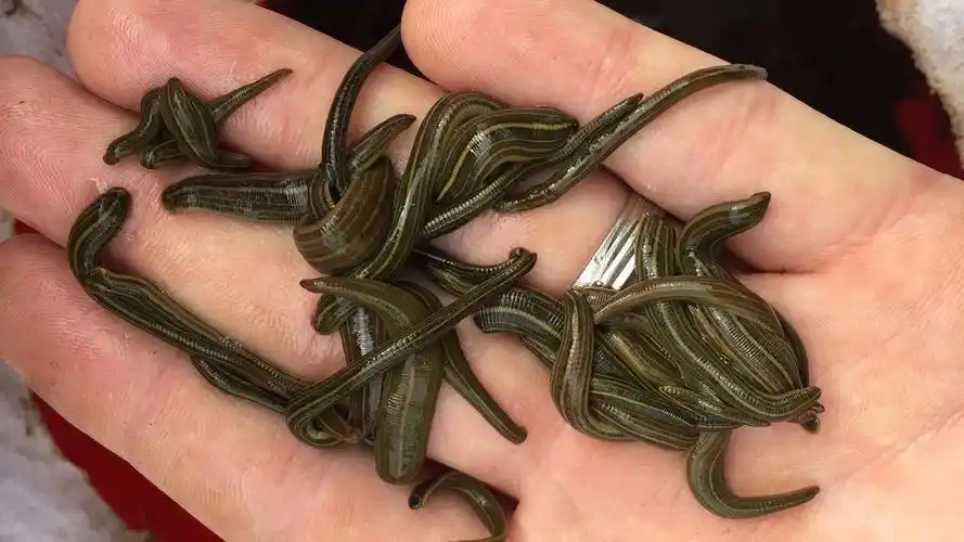 捕捉野生水蛭的有效方法(怎样大量捕捉野生水蛭)