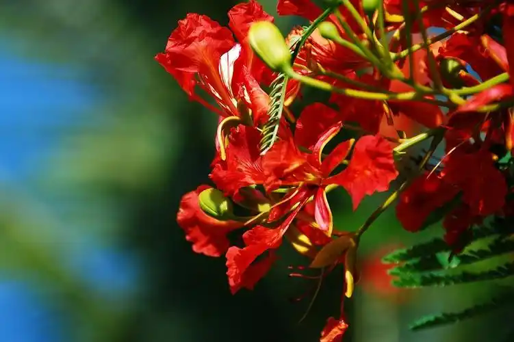 红红火火过大年