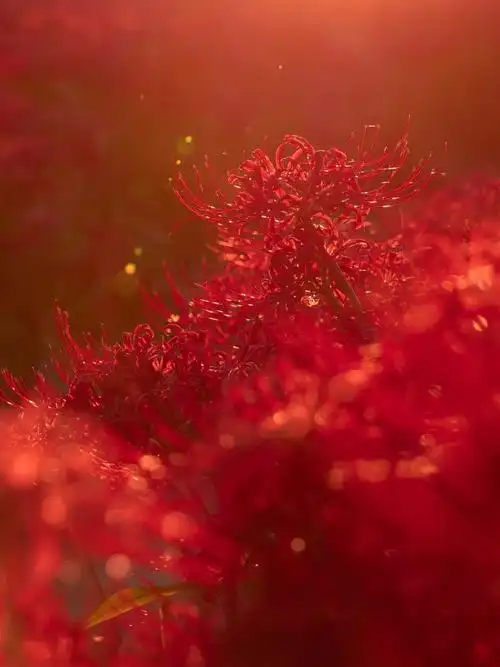 忘川河彼岸有花路相迎