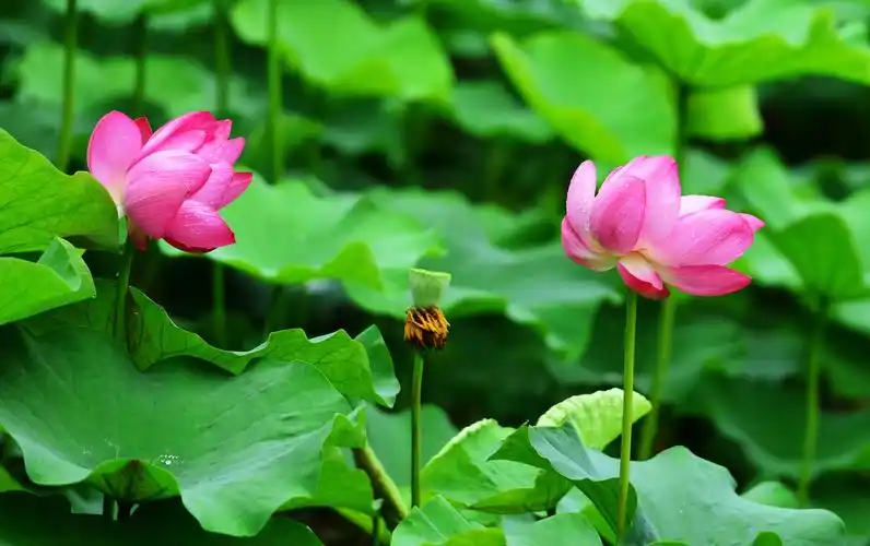 洒落在荷花荷叶上.形成了晶莹剔透的水珠像纯露一样.