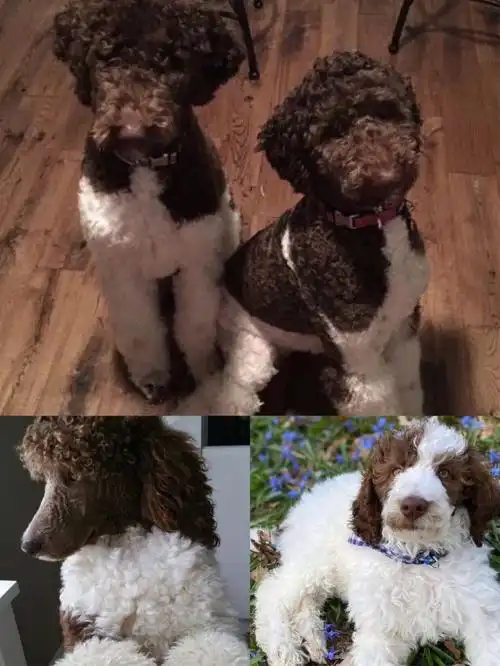 分享篇巧白花巨型贵宾犬