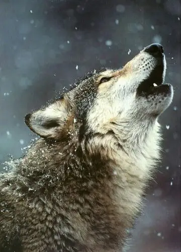 狼- 堆糖,美图壁纸兴趣社区