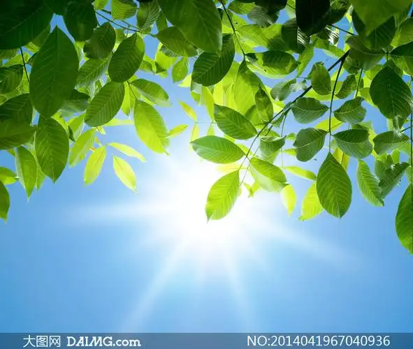 蓝天太阳光与绿色树叶摄影高清图片