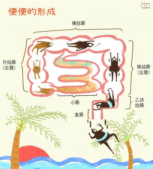 在人体中,有一条流畅的便便生产线,这条生产线从嘴巴开始运行,期间