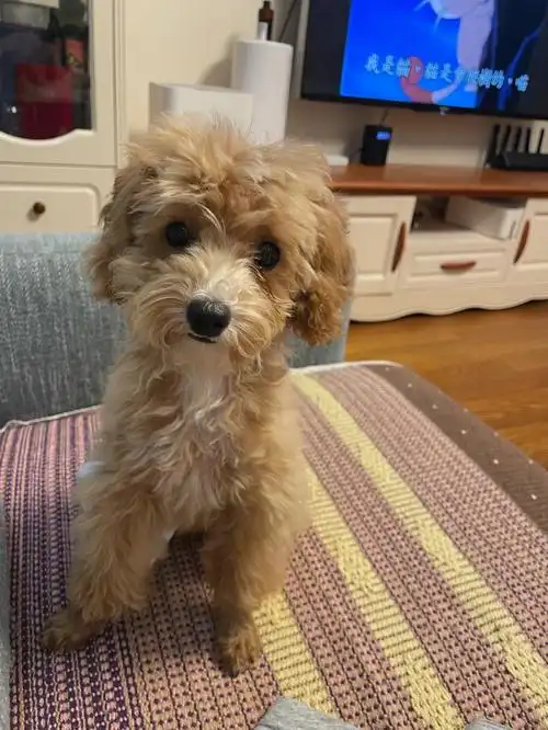 泰迪的软毛毛尴尬期要多久