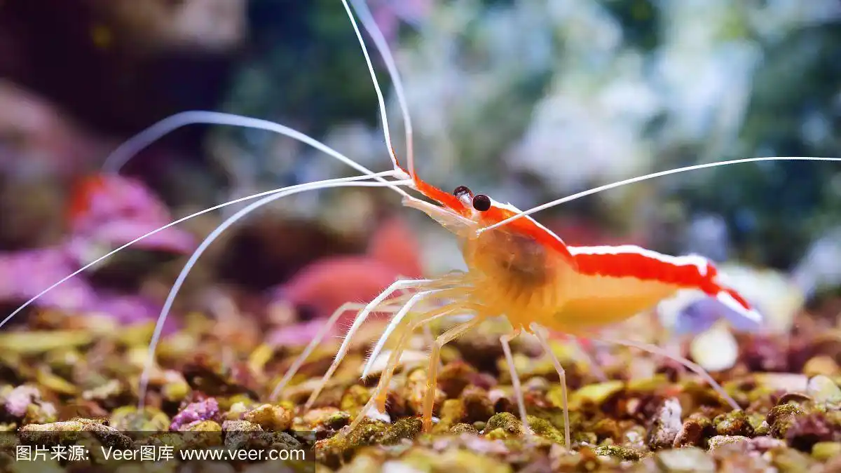 海洋水族馆里的虾
