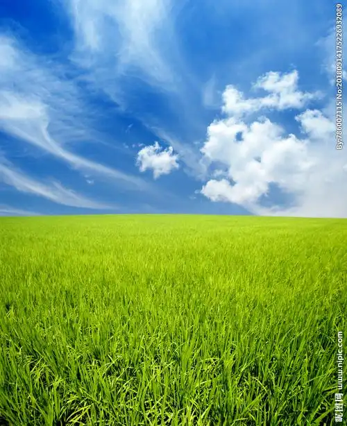 蓝天白云下的稻田图片