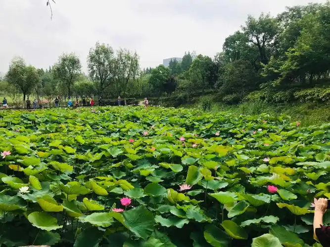 大宁灵石公园-荷花(2020.6.8)