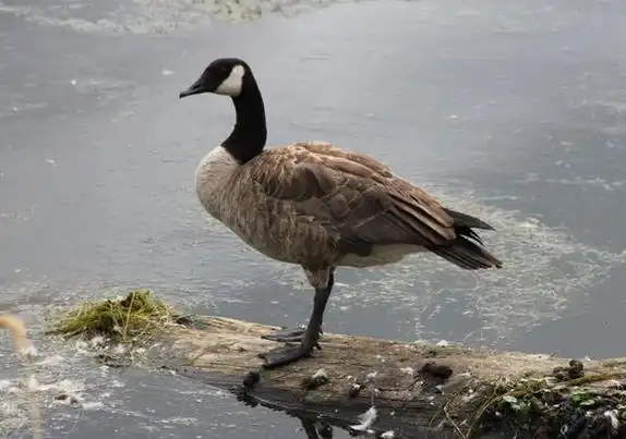 p>加拿大黑雁(学名: i>branta canadensis /i>):为鸭科,黑雁属的 a