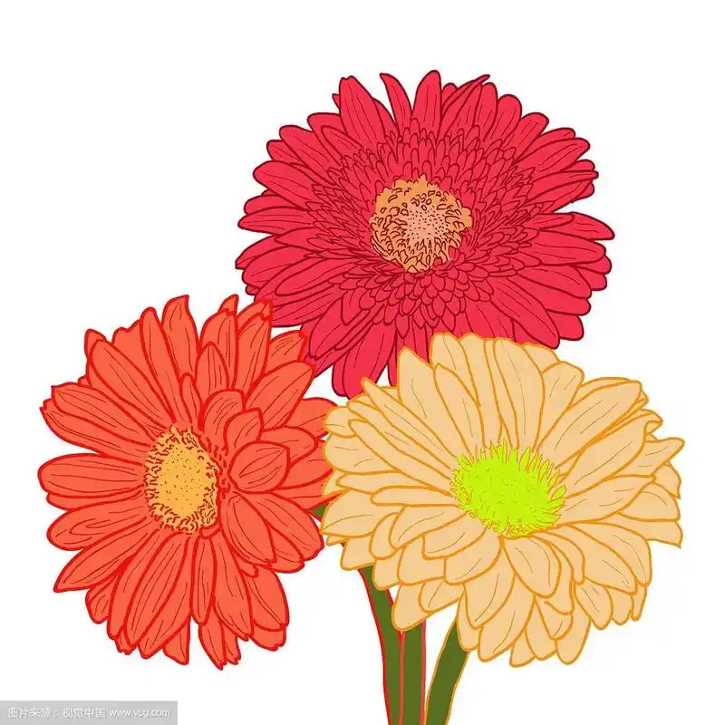 三束彩色非洲菊手绘