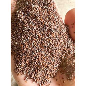 芗苒凉粉草种子四季播种用种籽籽 凉粉草种子半斤