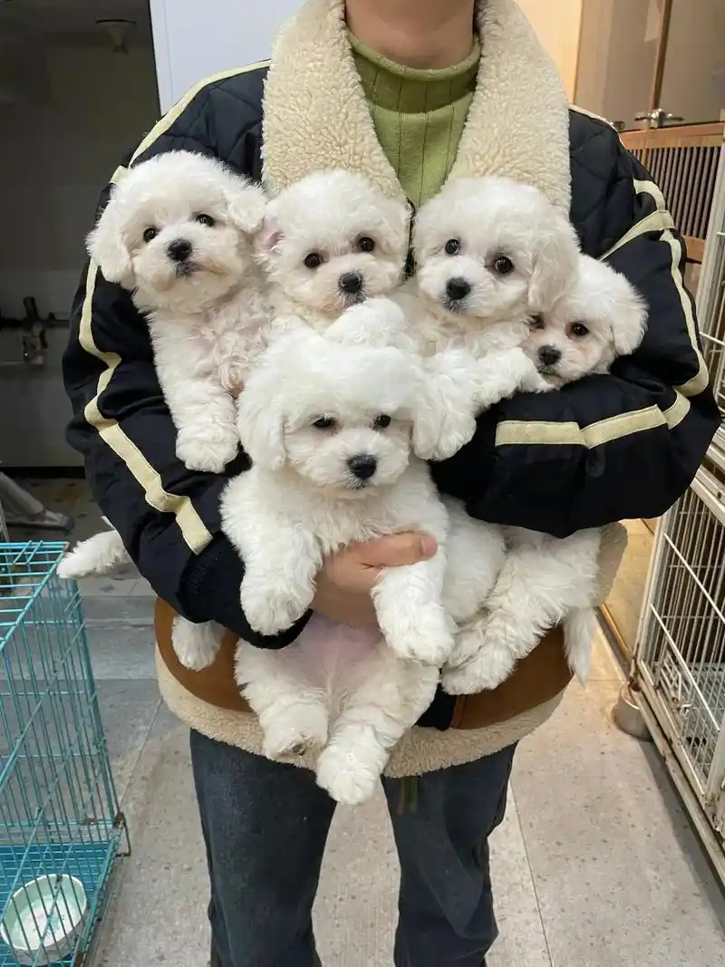 比熊宝宝1ooo起,出一窝比熊幼犬宝宝!可爱粘人的比熊幼犬