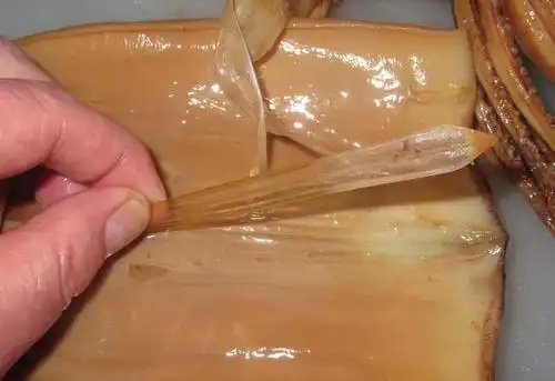 枪乌贼类体内的角质内壳,即"鱿鱼骨".图片:sybaritica.wordpress.com