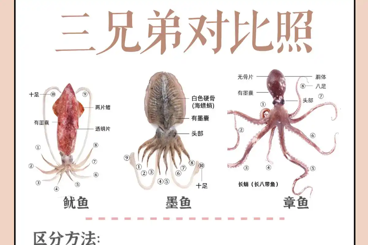 章鱼,墨鱼和鱿鱼的区别方法包括身体结构,外观形状,生活习性和品尝