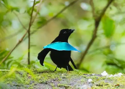 【天堂鸟】华美极乐鸟——致谢~~~贺图获《首页鸟类精华》