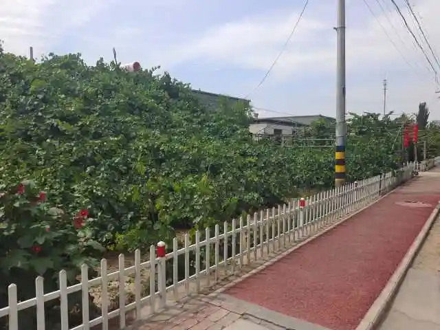 青铜峡市小坝镇美丽庭院村村美