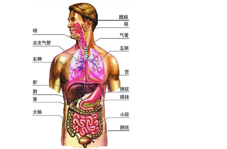 人体内脏平面解剖图