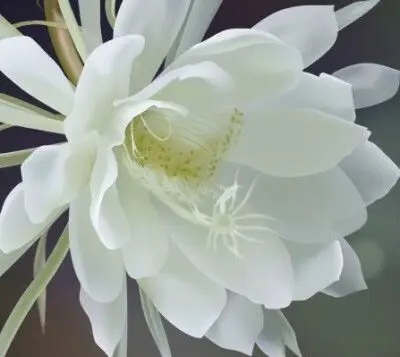 月下美人——白昙花