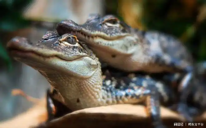 带你走进鳄鱼世界鳄鱼的繁殖