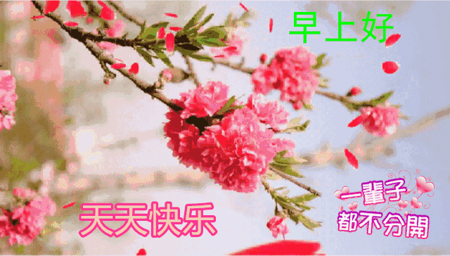 漂亮唯美的早安图片带字带祝福语句会闪动的好看祝福表情包