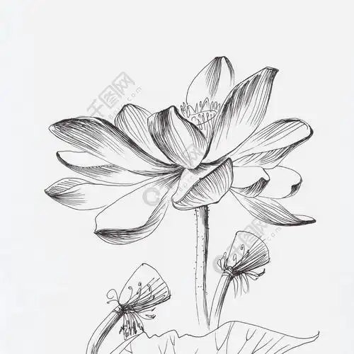 莲花花线条艺术